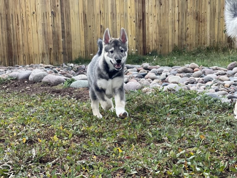 Stryker, a West Siberian Laika and Alaskan-type Husky mix tested with EmbarkVet.com