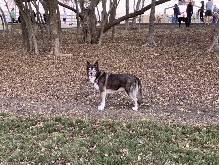 Lucky, a Siberian Husky and Border Collie mix tested with EmbarkVet.com