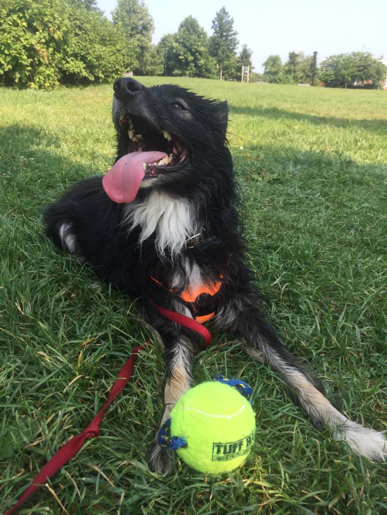Scorch, a Border Collie and Samoyed mix tested with EmbarkVet.com