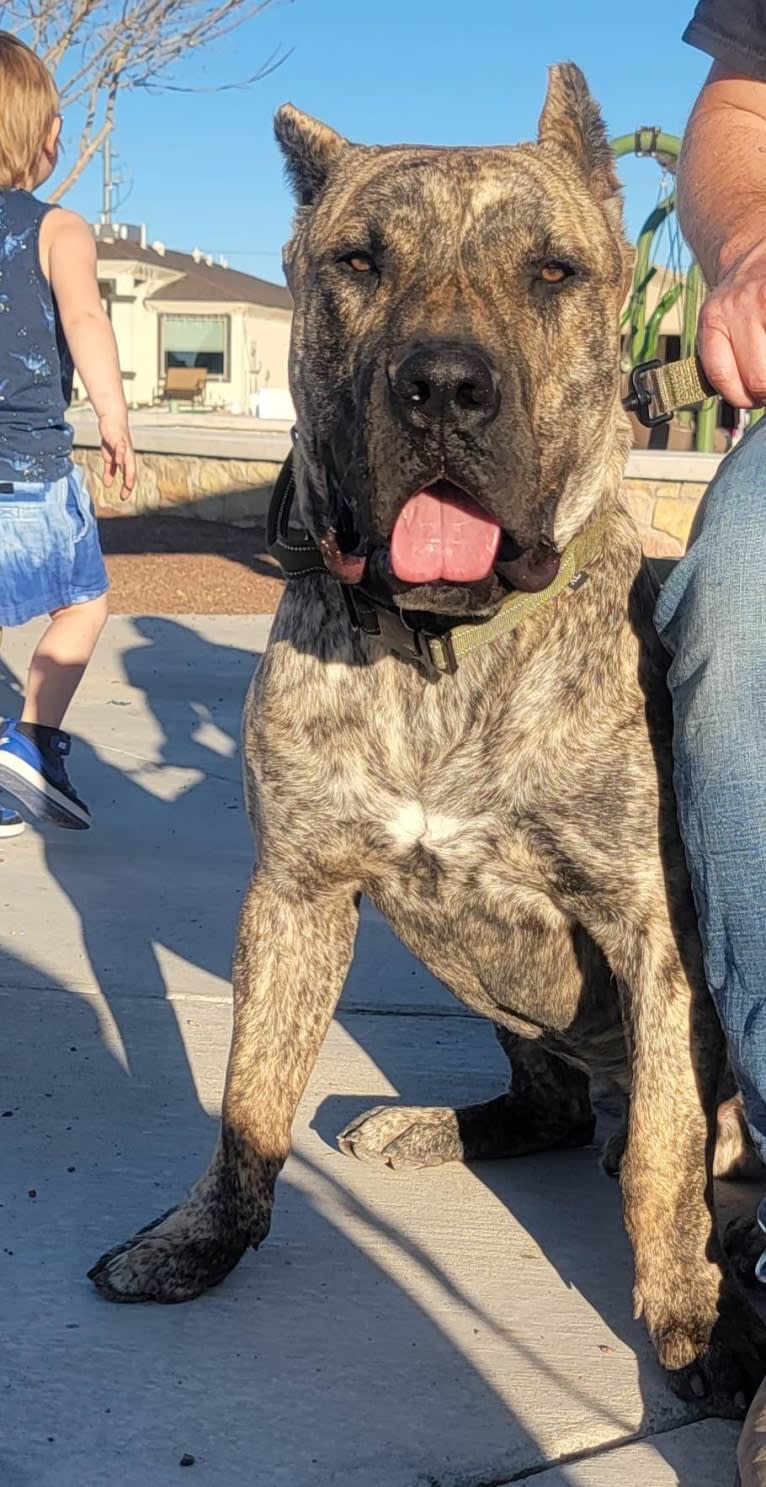 Ashrik, a Perro de Presa Canario tested with EmbarkVet.com