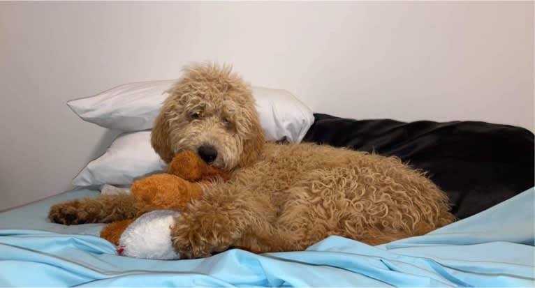 Ruby, a Goldendoodle tested with EmbarkVet.com