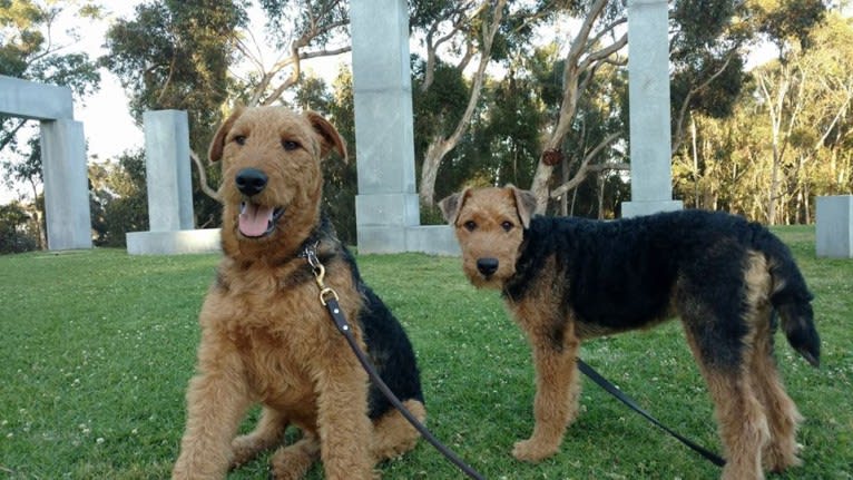 Kratos, an Airedale Terrier tested with EmbarkVet.com