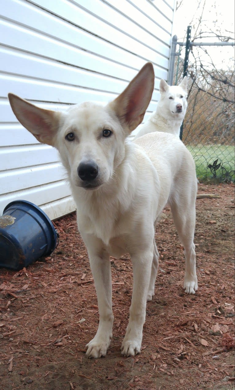 Loki, a Siberian Husky and Australian Cattle Dog mix tested with EmbarkVet.com