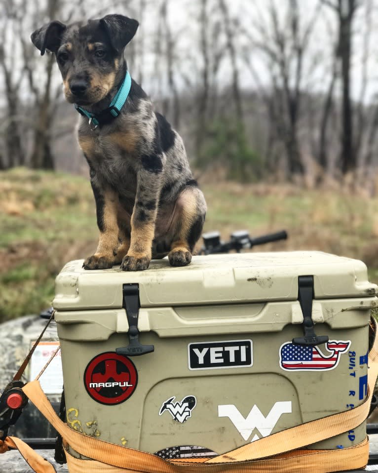 Rhett, a Catahoula Leopard Dog and Siberian Husky mix tested with EmbarkVet.com