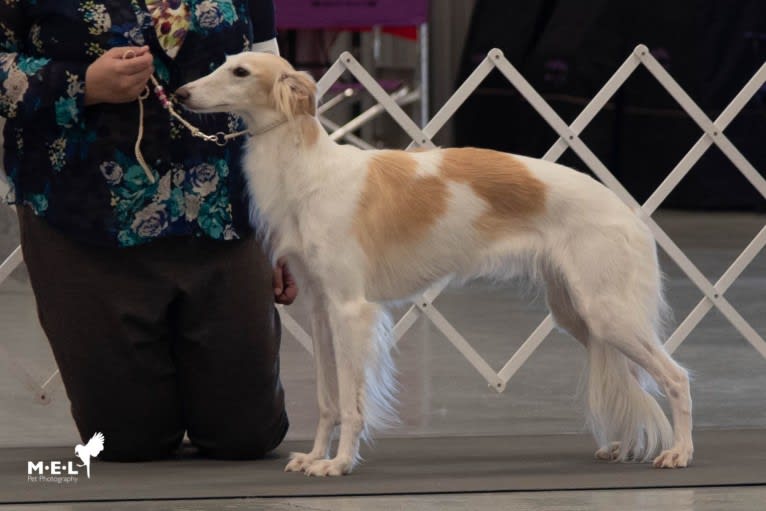 Abbey, a Silken Windhound tested with EmbarkVet.com