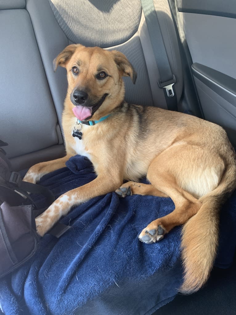 Daisy Mae, a Great Pyrenees and Australian Cattle Dog mix tested with EmbarkVet.com