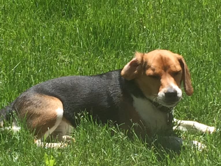 Niko, a Beagle tested with EmbarkVet.com