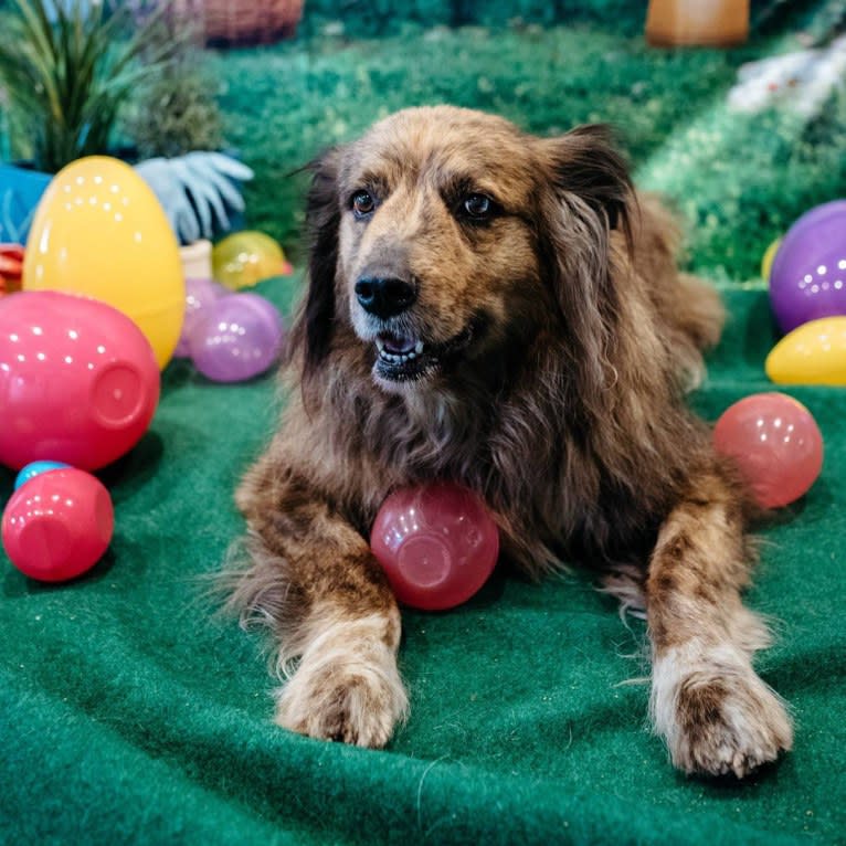 Tyler, a Chow Chow and American Pit Bull Terrier mix tested with EmbarkVet.com