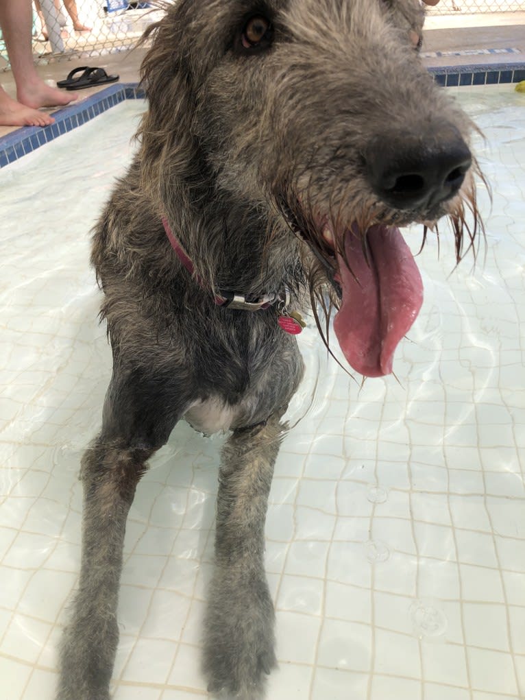 Medb, an Irish Wolfhound tested with EmbarkVet.com