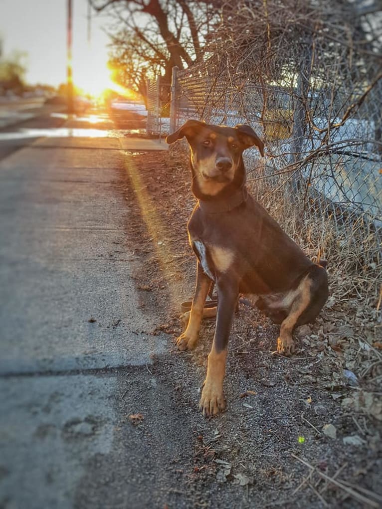 Hati, a Doberman Pinscher and German Shepherd Dog mix tested with EmbarkVet.com