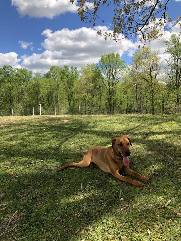 Duchess, a Doberman Pinscher and American Pit Bull Terrier mix tested with EmbarkVet.com