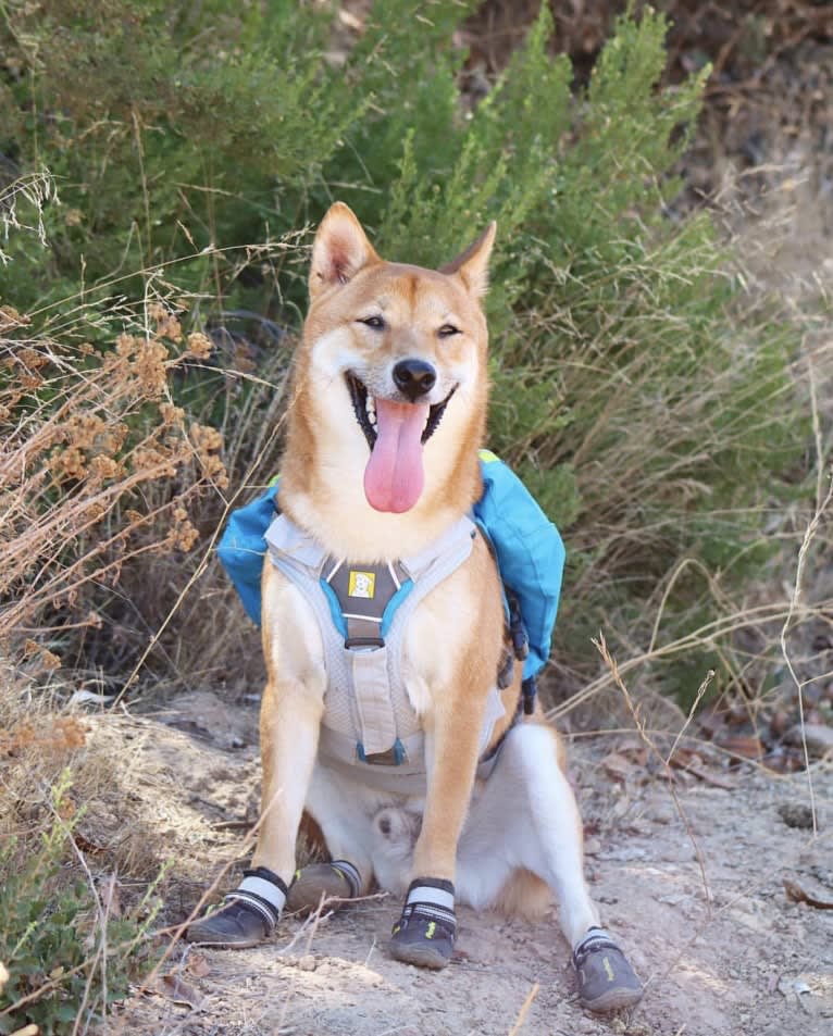 Max, a Shiba Inu tested with EmbarkVet.com