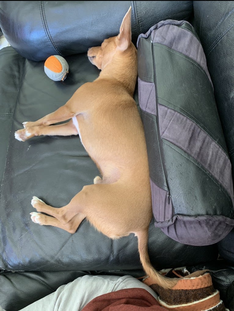 Westin, a Chihuahua and Rat Terrier mix tested with EmbarkVet.com