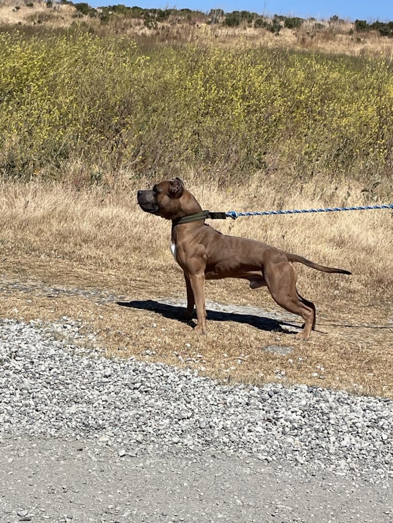 Storm King, an American Bully tested with EmbarkVet.com