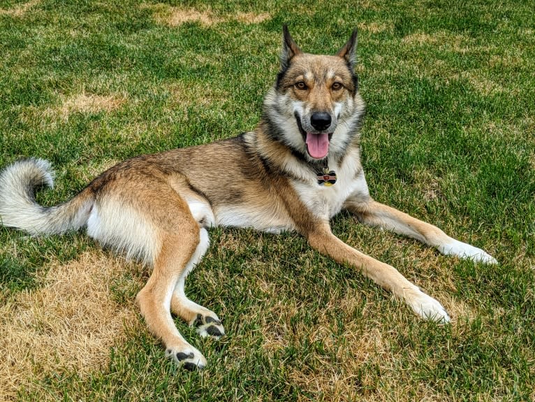 Apollo, a West Siberian Laika tested with EmbarkVet.com