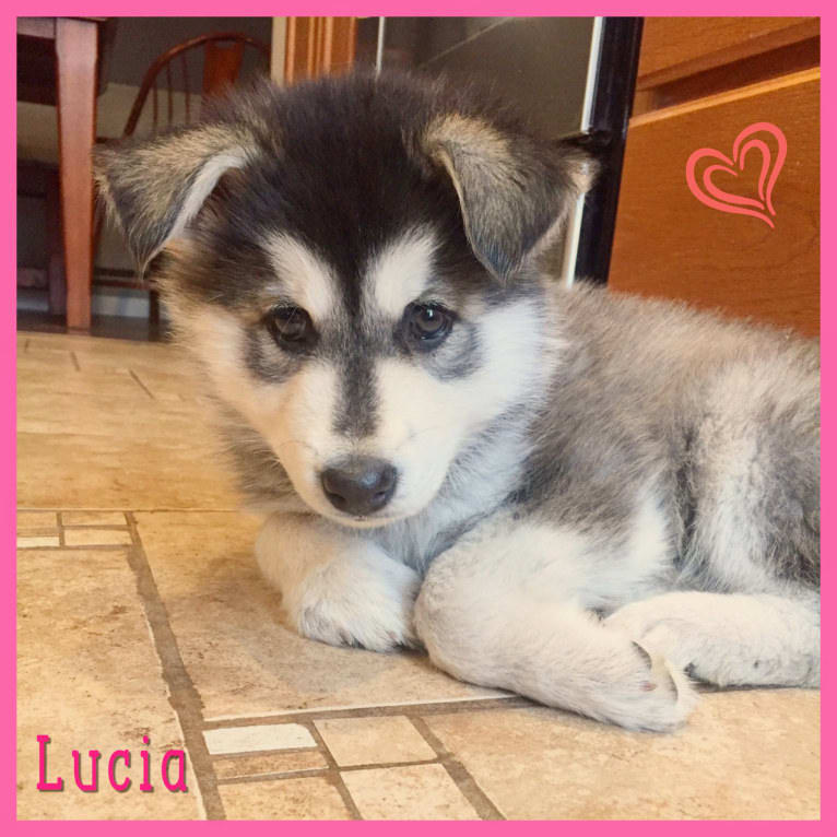 Lucia a dog tested with EmbarkVet.com