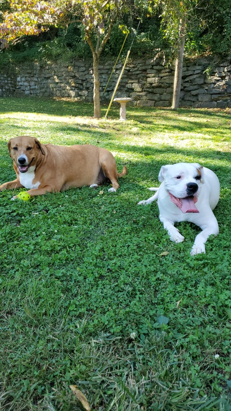 Thorsen, a Boxer and Saint Bernard mix tested with EmbarkVet.com