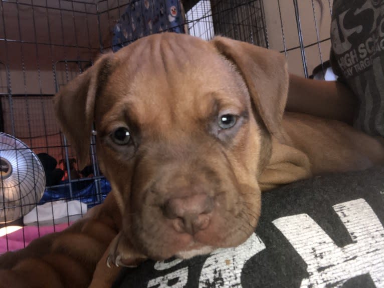 Jasper, an American Bully tested with EmbarkVet.com