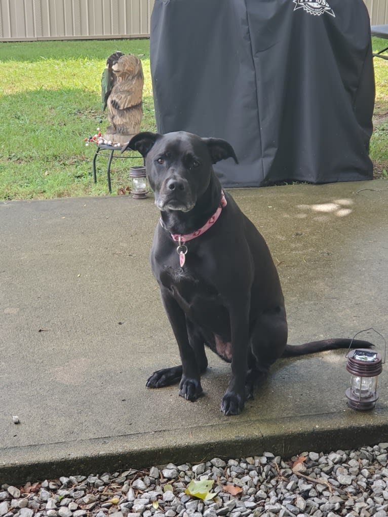 Dozer, an American Pit Bull Terrier and Labrador Retriever mix tested with EmbarkVet.com