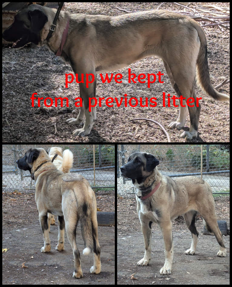 Duke, a Great Pyrenees and Anatolian Shepherd Dog mix tested with EmbarkVet.com