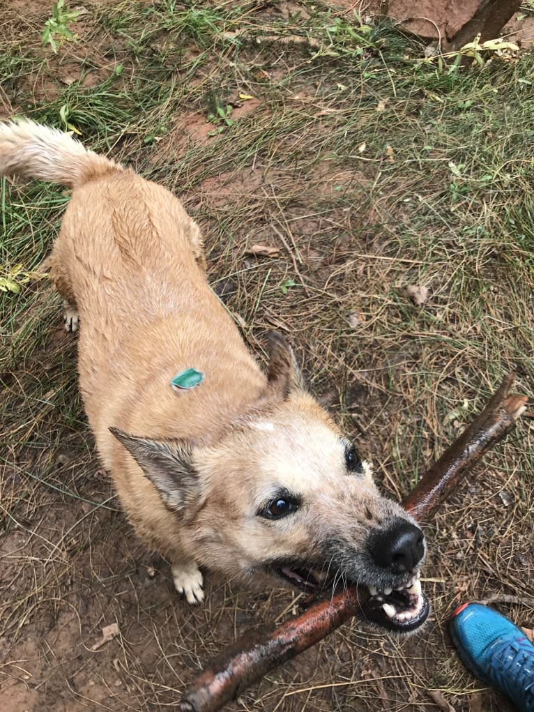 Ruby, an Australian Cattle Dog tested with EmbarkVet.com