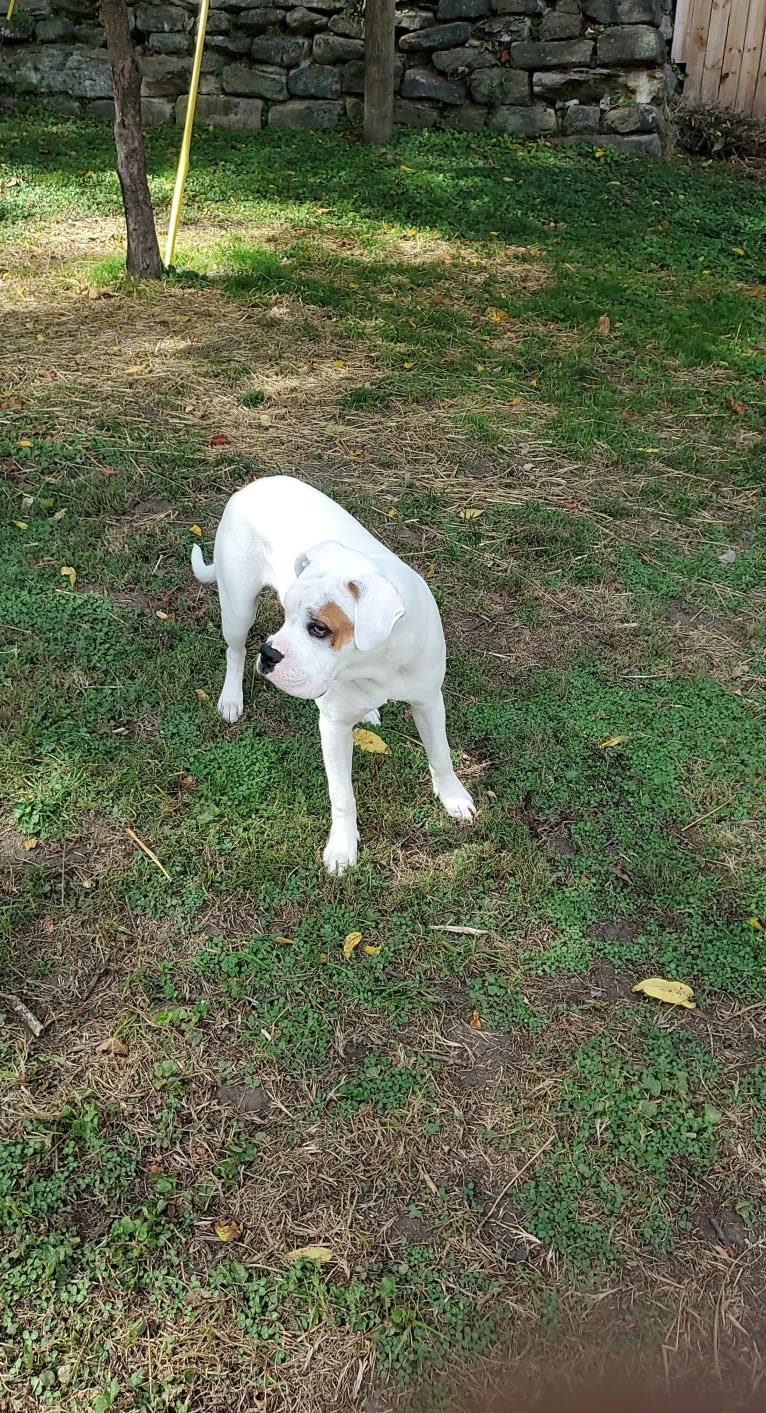 Thorsen, a Boxer and Saint Bernard mix tested with EmbarkVet.com