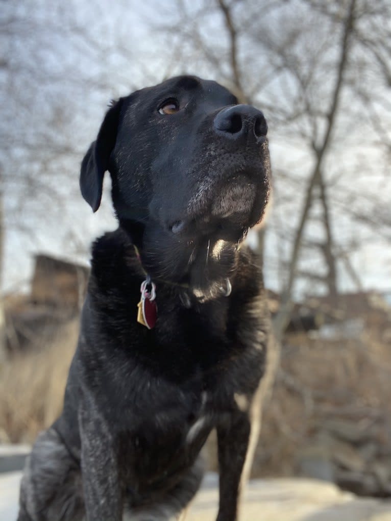 Ula, a Labrador Retriever and Saint Bernard mix tested with EmbarkVet.com