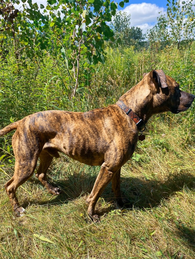 Tiger, an American Pit Bull Terrier tested with EmbarkVet.com