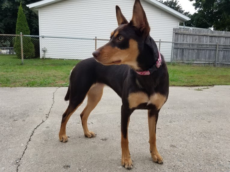 Mercy, an Australian Kelpie tested with EmbarkVet.com