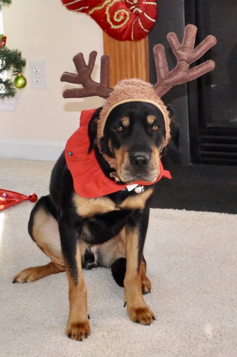 Chief, a German Shepherd Dog and Labrador Retriever mix tested with EmbarkVet.com