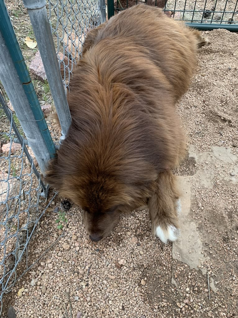 Rosey, a Newfoundland and Siberian Husky mix tested with EmbarkVet.com