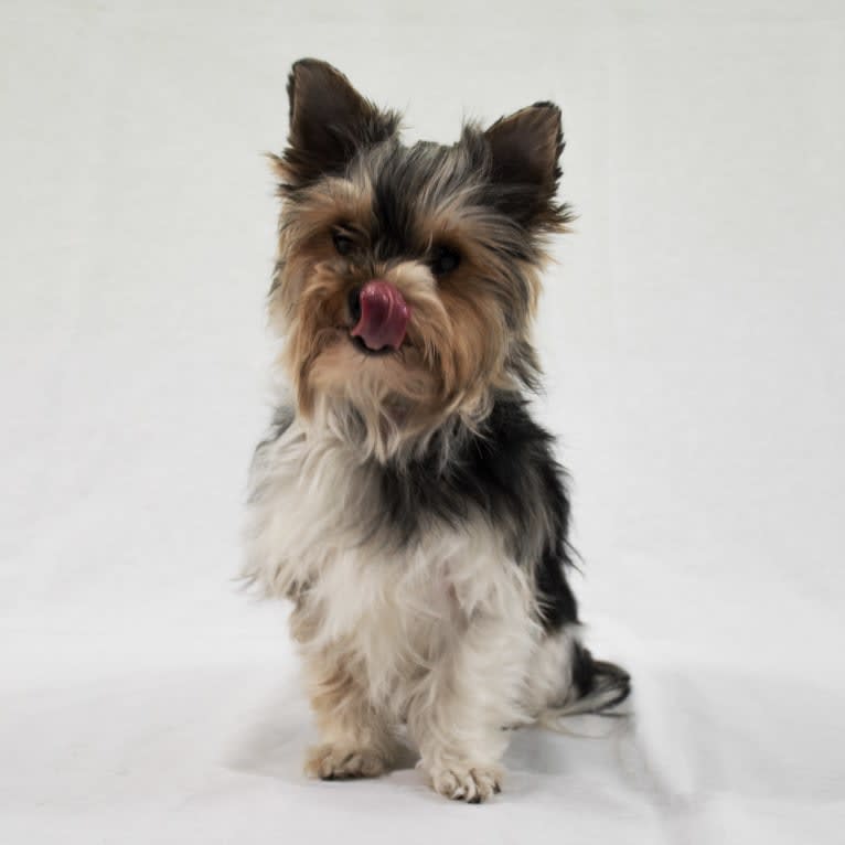 Belle, a Biewer Terrier tested with EmbarkVet.com