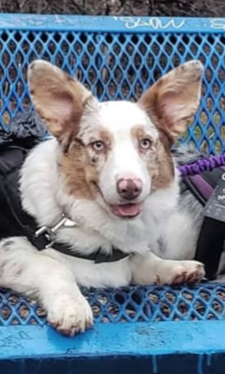 Lapa, a Cardigan Welsh Corgi tested with EmbarkVet.com