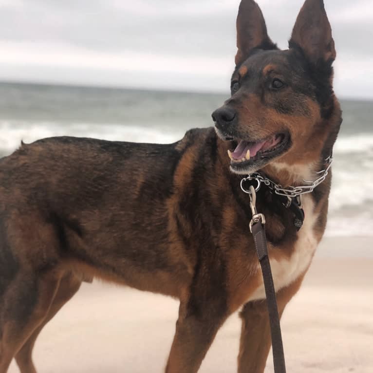 Duke, a Rottweiler and German Shepherd Dog mix tested with EmbarkVet.com