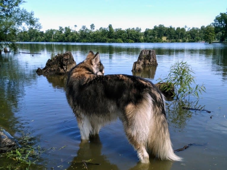 Wild Side of the Moon (Aleuna) a dog tested with EmbarkVet.com