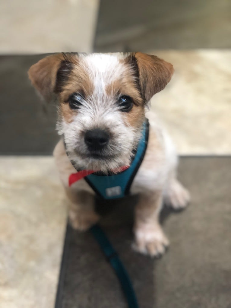 Seamus, a Shih Tzu and Australian Cattle Dog mix tested with EmbarkVet.com