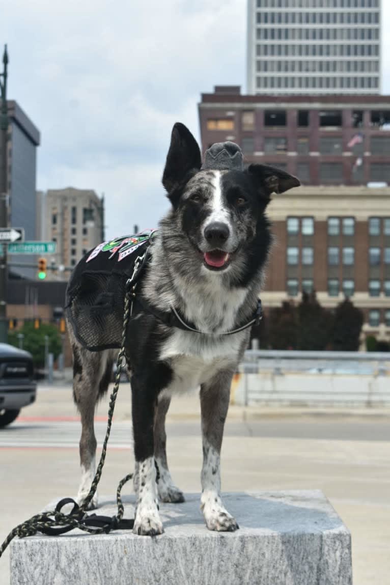 Ozzie, an English Shepherd and Border Collie mix tested with EmbarkVet.com