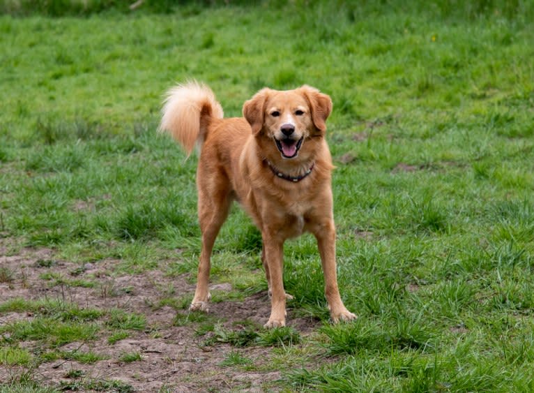 Puck, an Eastern European Village Dog tested with EmbarkVet.com