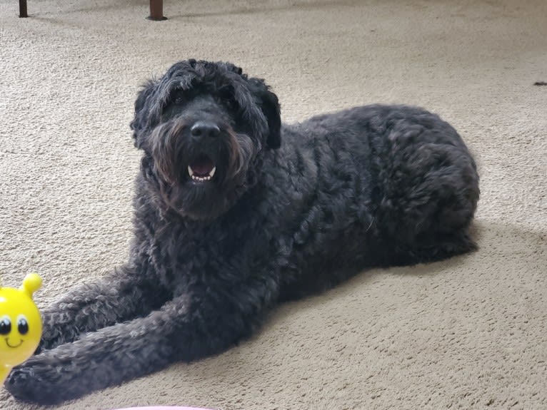 Mina, a Bouvier des Flandres tested with EmbarkVet.com