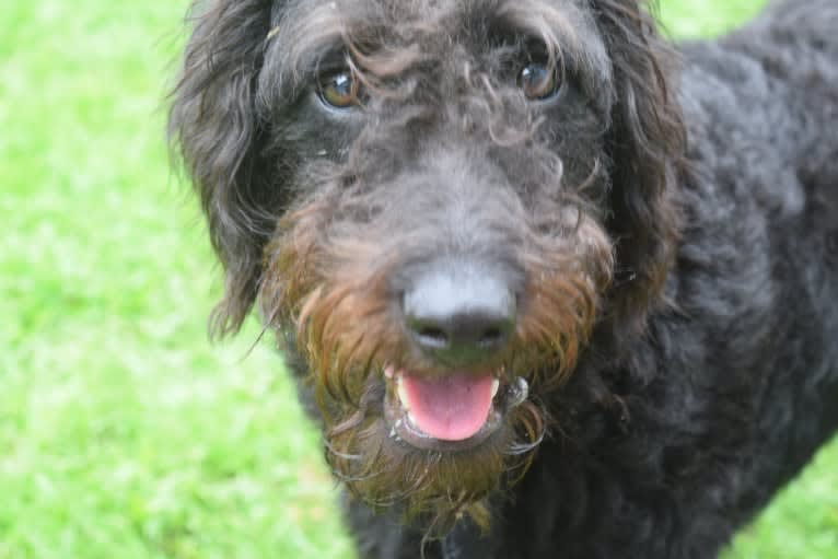Padfoot, a Poodle (Standard) and Beagle mix tested with EmbarkVet.com