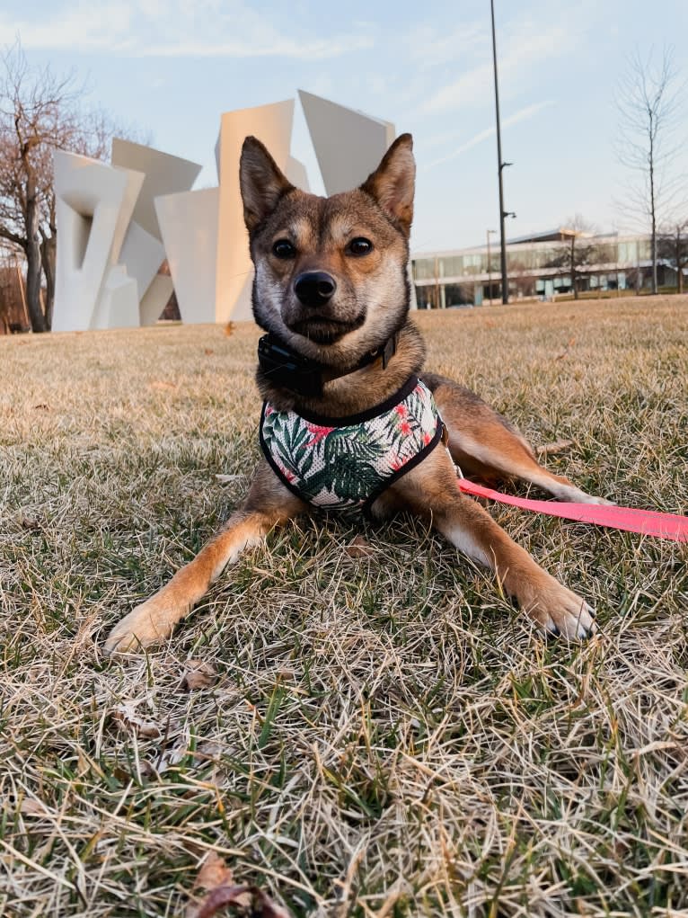 Sadie, a Shiba Inu tested with EmbarkVet.com