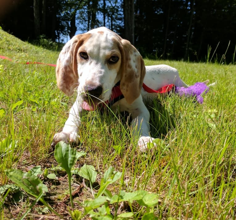 Wilson, an American English Coonhound tested with EmbarkVet.com