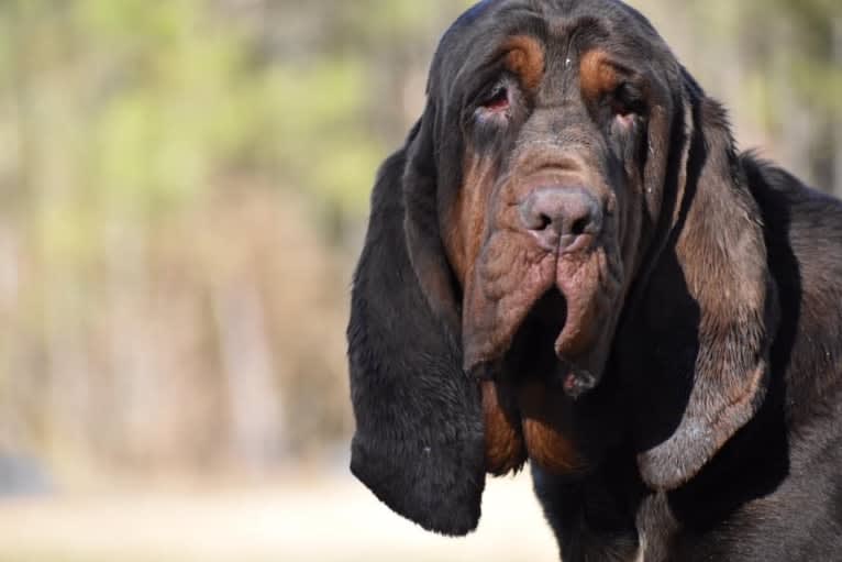 Moose, a Bloodhound tested with EmbarkVet.com