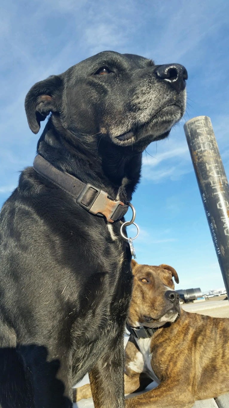 Zef, an American Pit Bull Terrier and Labrador Retriever mix tested with EmbarkVet.com