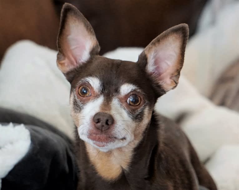 Loki, a Chihuahua and Toy Fox Terrier mix tested with EmbarkVet.com