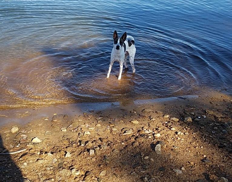 Storm, a Siberian Husky and Boxer mix tested with EmbarkVet.com