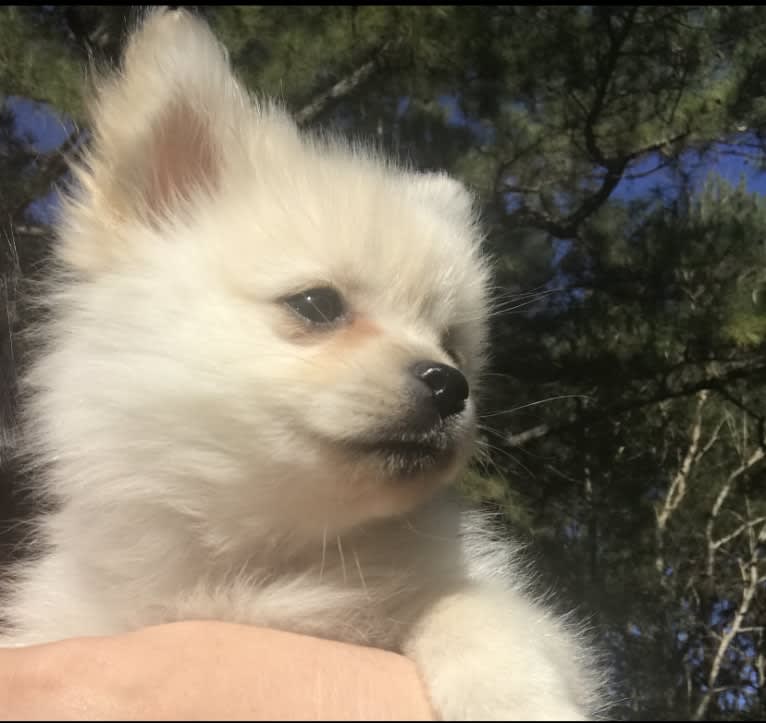 Poof, a Pomeranian tested with EmbarkVet.com