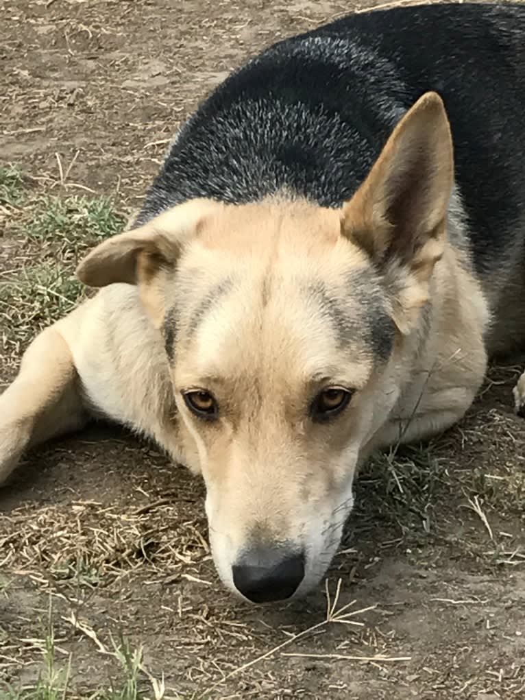 Indy, a German Shepherd Dog and Chow Chow mix tested with EmbarkVet.com