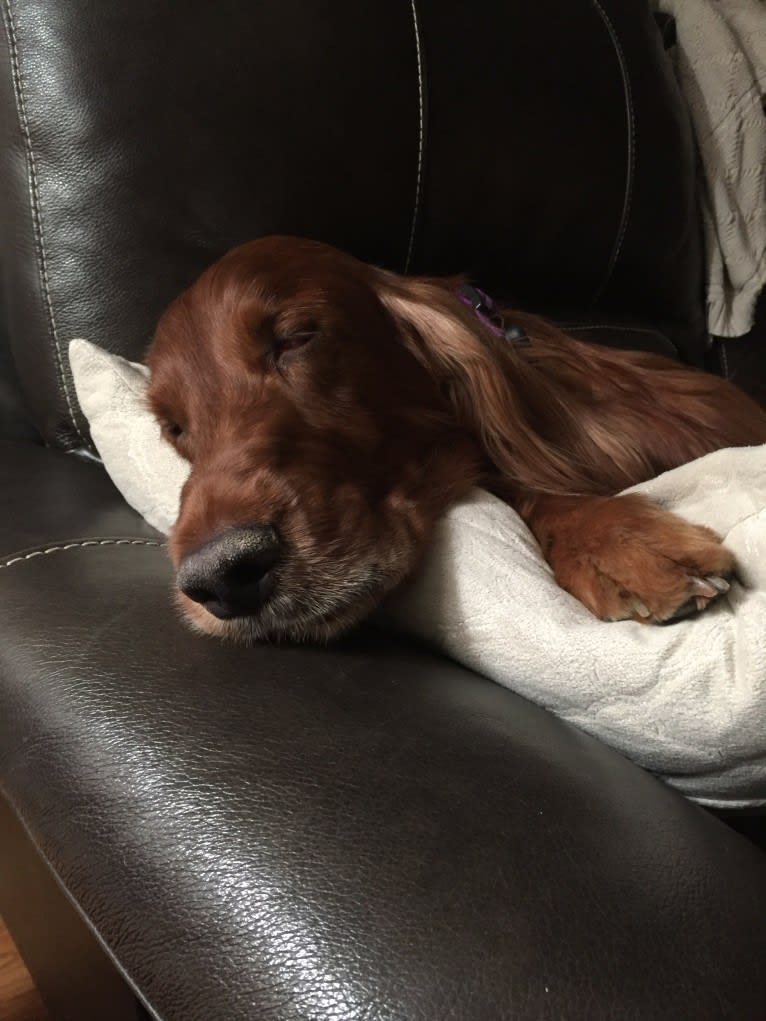 Emmet, an Irish Setter tested with EmbarkVet.com