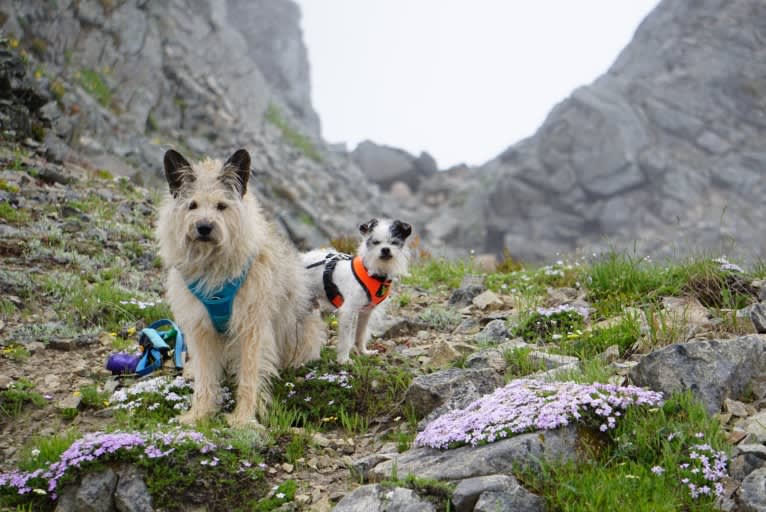 Gimli, a Miniature Schnauzer and Australian Cattle Dog mix tested with EmbarkVet.com